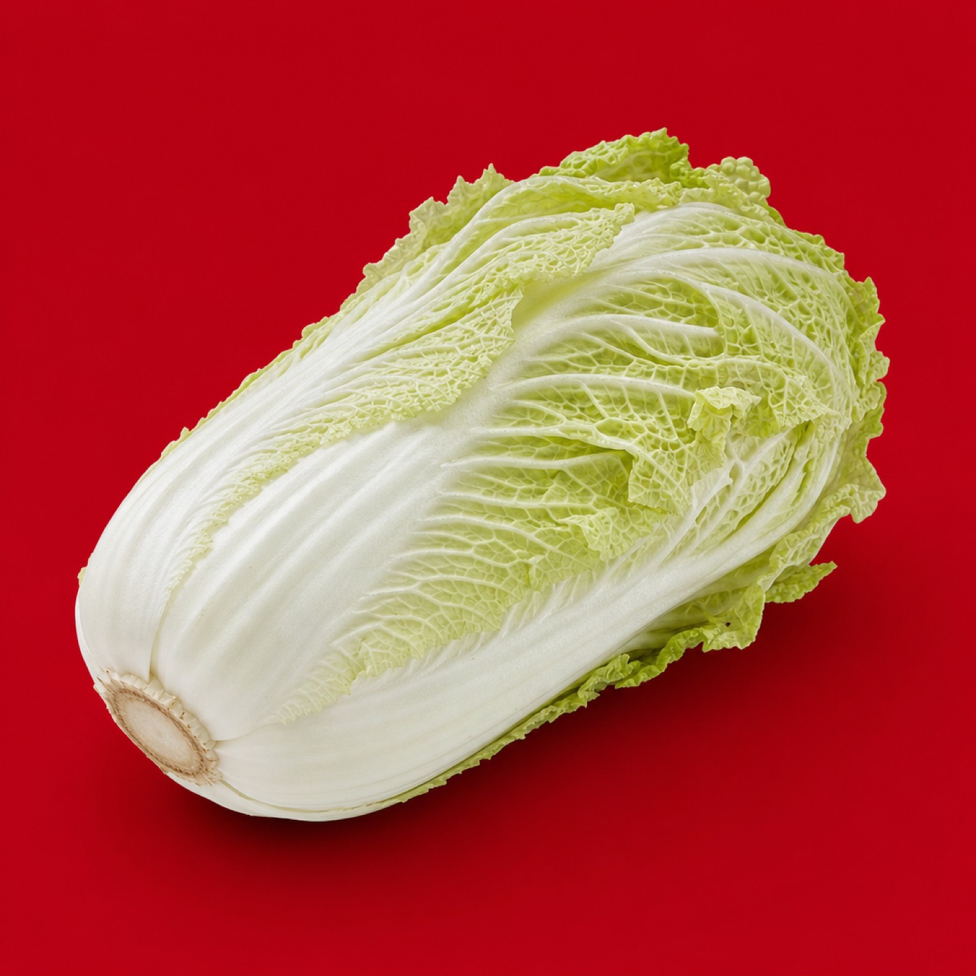 A whole napa cabbage on a crimson background